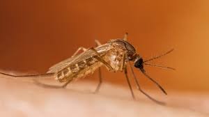 West Nile Virus