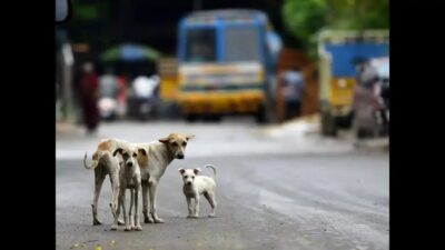 Rabies Crisis