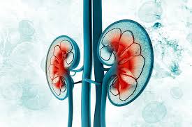 kidney