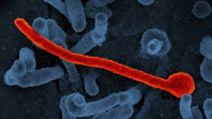 Moderna Ebola Vaccine , Moderna Ebola Vaccine Breakthrough, Moderna funding boost, Ebola vaccine update 2026, mRNA vaccine technology, Ebola prevention, global health news, vaccine breakthrough, Mounjaro tablets in India, health sector update, Ebola treatment research